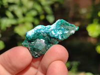 Natural Small Dioptase on Dolomite Matrix Specimens x 20 From Likasi, Congo