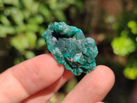 Natural Small Dioptase on Dolomite Matrix Specimens x 20 From Likasi, Congo