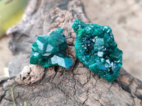 Natural Small Dioptase on Dolomite Matrix Specimens x 20 From Likasi, Congo
