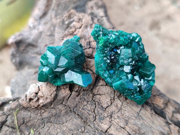 Natural Small Dioptase on Dolomite Matrix Specimens x 20 From Likasi, Congo