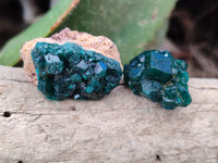 Natural Small Dioptase on Dolomite Matrix Specimens x 20 From Likasi, Congo