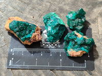 Natural Small Dioptase on Dolomite Matrix Specimens x 20 From Likasi, Congo