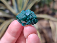 Natural Small Dioptase on Dolomite Matrix Specimens x 20 From Likasi, Congo