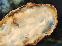 Polished Banded Agate Slices x 5 From Madagascar