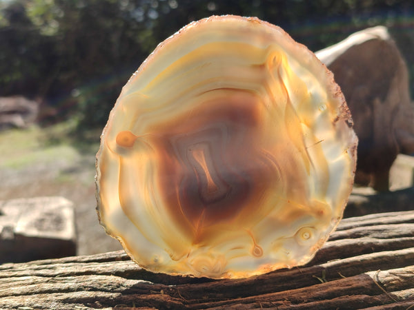 Polished Banded Agate Slices x 5 From Madagascar