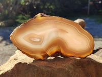 Polished Banded Agate Slices x 5 From Madagascar