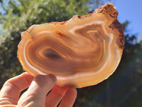 Polished Banded Agate Slices x 5 From Madagascar