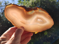 Polished Banded Agate Slices x 5 From Madagascar