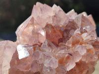 Natural Ametrine Cactus Spirit Quartz Clusters x 5 From South Africa