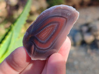 Polished On One Side Red Sashe River Agate Nodules x 20 From Zimbabwe