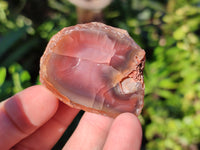 Polished On One Side Red Sashe River Agate Nodules x 20 From Zimbabwe