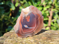 Polished On One Side Red Sashe River Agate Nodules x 20 From Zimbabwe