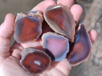 Polished On One Side Red Sashe River Agate Nodules x 20 From Zimbabwe