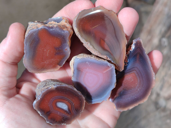 Polished On One Side Red Sashe River Agate Nodules x 20 From Zimbabwe