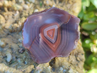 Polished On One Side Red Sashe River Agate Nodules x 20 From Zimbabwe