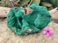 Natural Botryoidal Malachite Specimens x 1 From Kolwezi, Congo