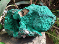 Natural Botryoidal Malachite Specimens x 1 From Kolwezi, Congo