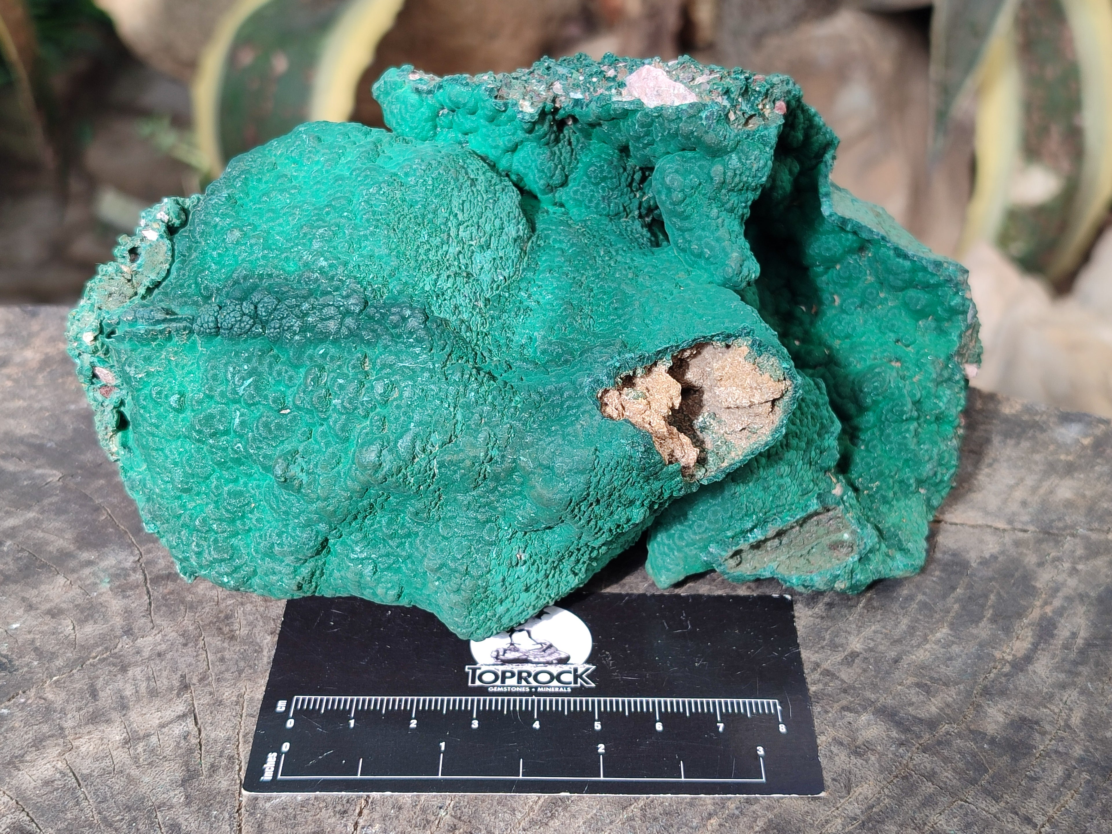 Natural Botryoidal Malachite Specimens x 1 From Kolwezi, Congo - Toprock Gemstones and Minerals 