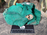 Natural Botryoidal Malachite Specimens x 1 From Kolwezi, Congo