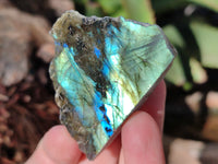 Polished On One Side Labradorite Plates x 35 From Tulear, Madagascar