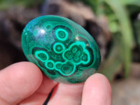 Hand Made Oval Flower Banded Malachite Cabochons x 19 From Congo