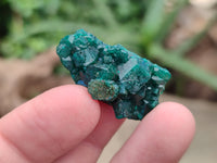 Natural Dioptase Mini Specimen x 35 From Likasi, Congo