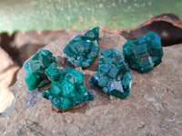 Natural Dioptase Mini Specimen x 35 From Likasi, Congo