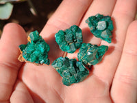 Natural Dioptase Mini Specimen x 35 From Likasi, Congo
