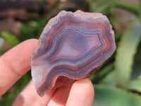 Polished On One Side Red Sashe River Agate Nodules x 24 From Zimbabwe