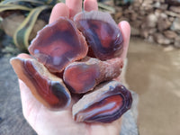 Polished On One Side Red Sashe River Agate Nodules x 24 From Zimbabwe