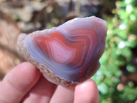 Polished On One Side Red Sashe River Agate Nodules x 24 From Zimbabwe
