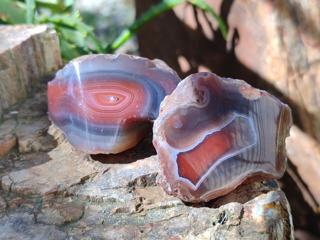 Polished On One Side Red Sashe River Agate Nodules x 24 From Zimbabwe - Toprock Gemstones and Minerals 