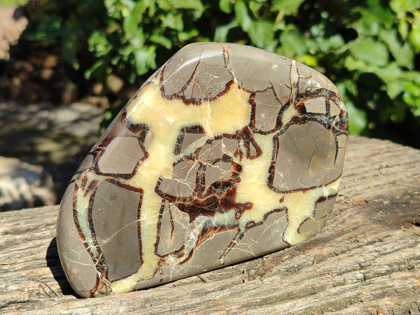 Polished Septerye Slices x 6 From Mahajanga, Madagascar
