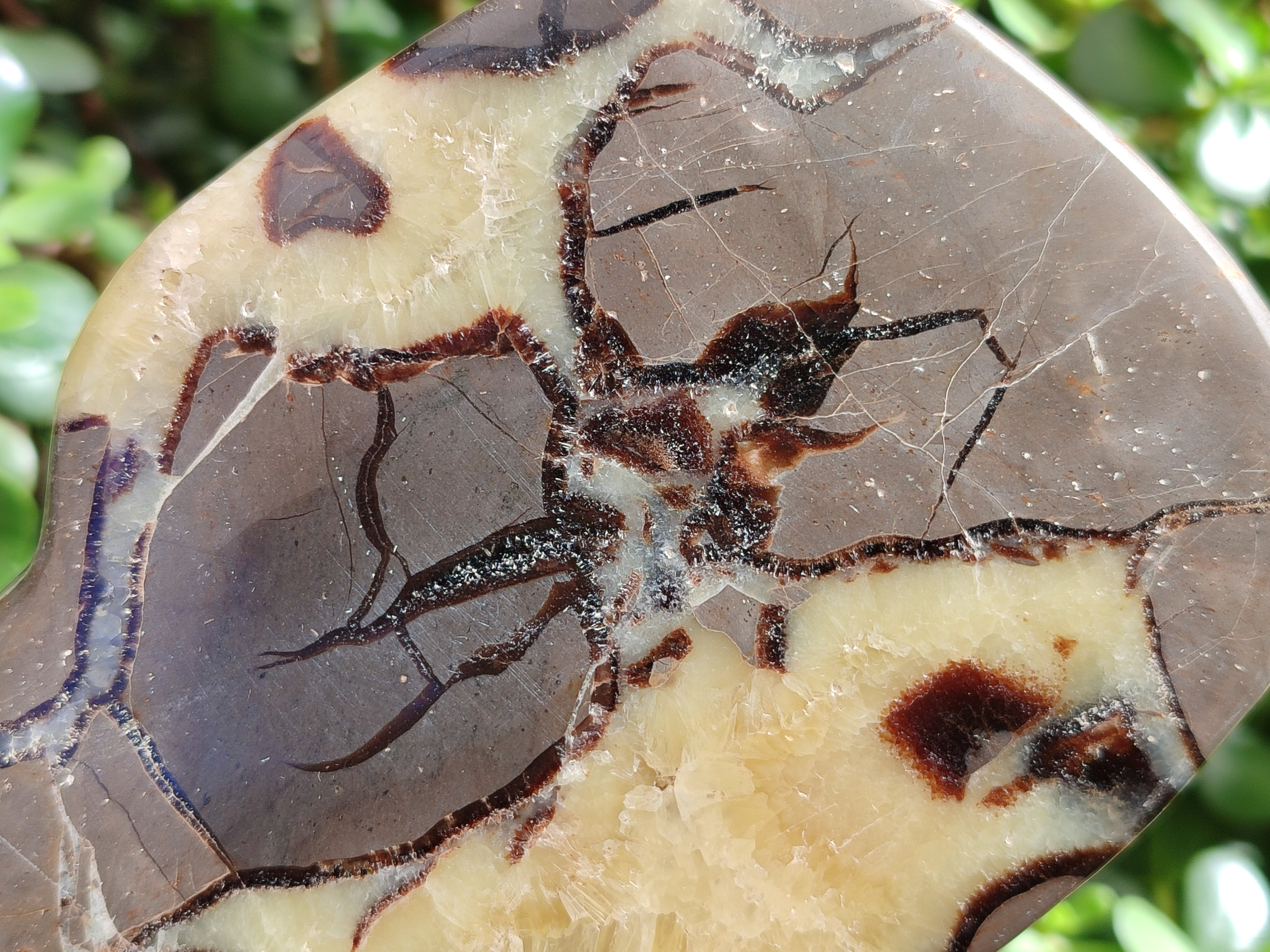 Polished Septerye Slices x 6 From Mahajanga, Madagascar - Toprock Gemstones and Minerals 