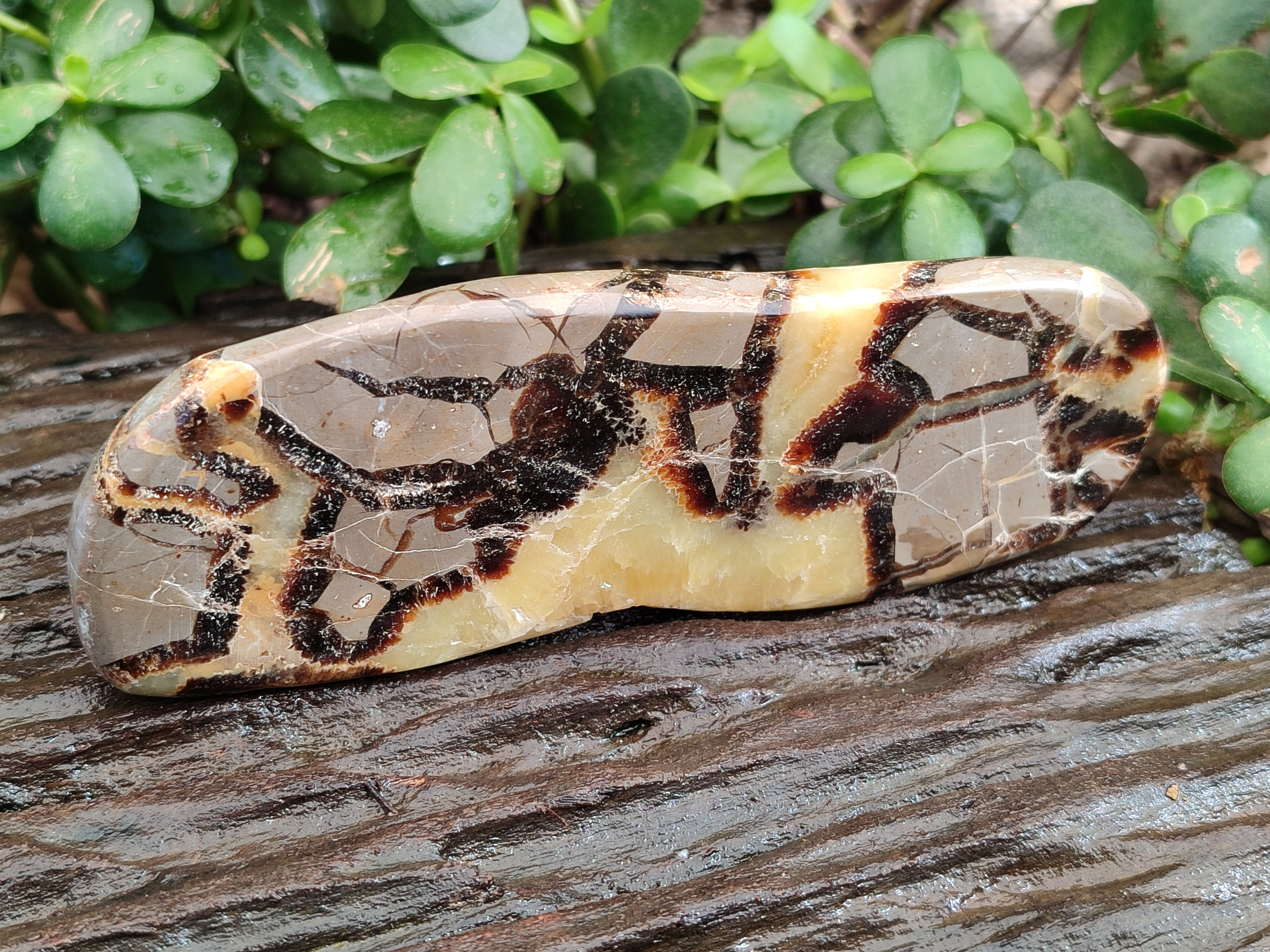 Polished Septerye Slices x 6 From Mahajanga, Madagascar - Toprock Gemstones and Minerals 
