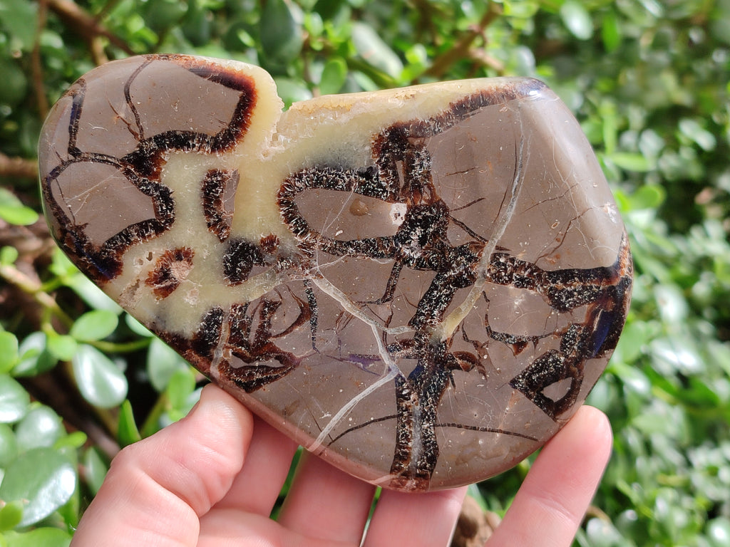 Polished Septerye Slices x 6 From Mahajanga, Madagascar - Toprock Gemstones and Minerals 