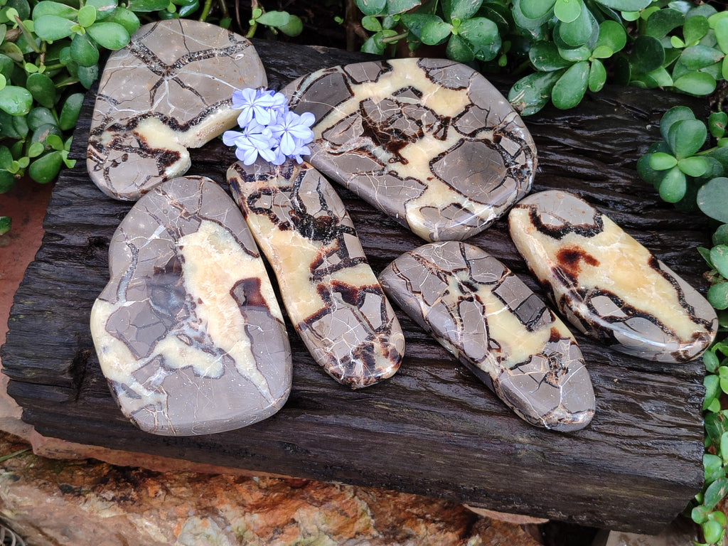 Polished Septerye Slices x 6 From Mahajanga, Madagascar - Toprock Gemstones and Minerals 