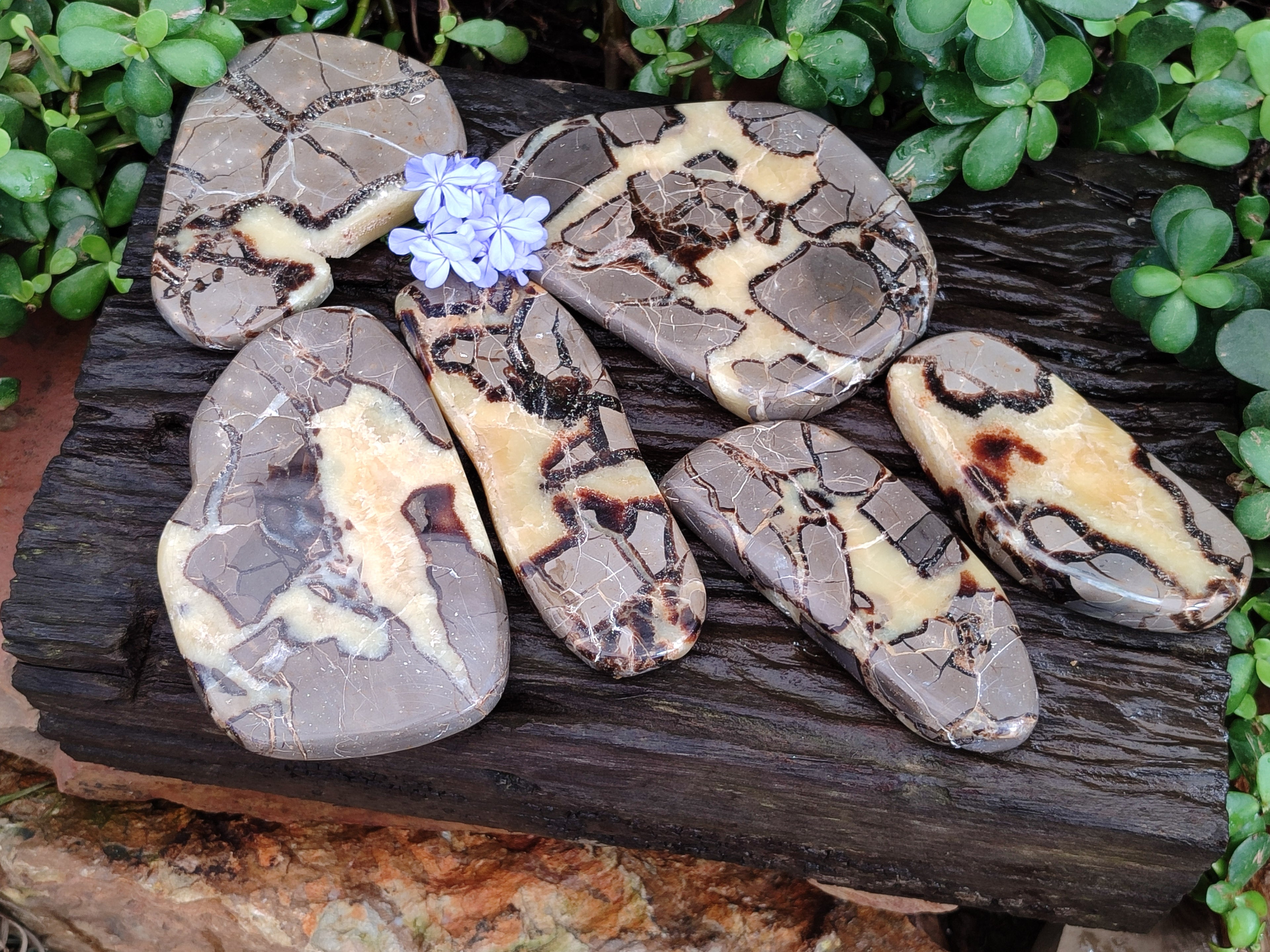 Polished Septerye Slices x 6 From Mahajanga, Madagascar - Toprock Gemstones and Minerals 