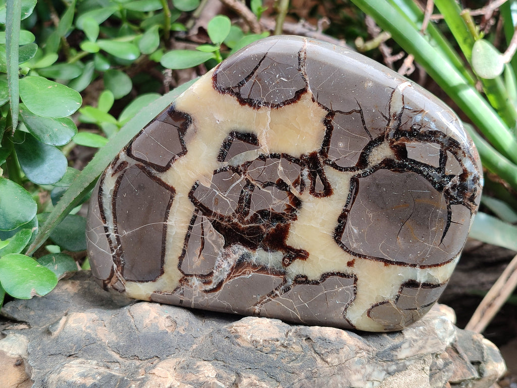 Polished Septerye Slices x 6 From Mahajanga, Madagascar - Toprock Gemstones and Minerals 