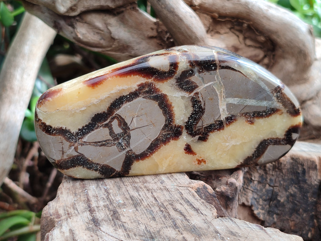 Polished Septerye Slices x 6 From Mahajanga, Madagascar - Toprock Gemstones and Minerals 