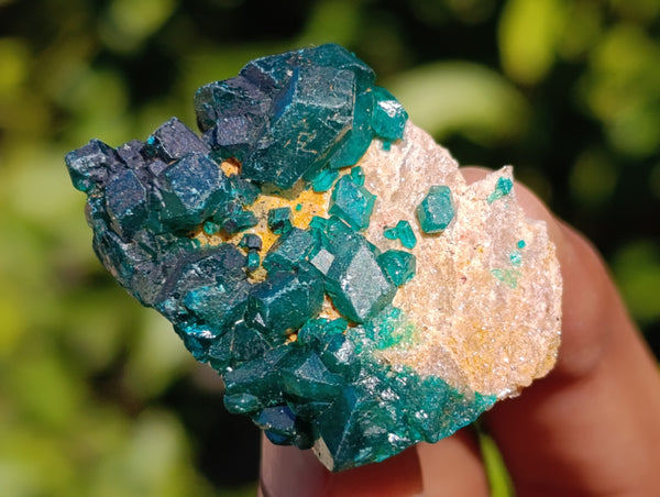 Natural Dioptase on Dolomite Matrix Specimens x 12 From Mashamba East, Congo