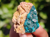 Natural Dioptase on Dolomite Matrix Specimens x 12 From Mashamba East, Congo