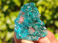 Natural Dioptase on Dolomite Matrix Specimens x 12 From Mashamba East, Congo