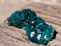 Natural Dioptase on Dolomite Matrix Specimens x 12 From Mashamba East, Congo
