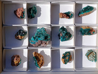 Natural Dioptase on Dolomite Matrix Specimens x 12 From Mashamba East, Congo