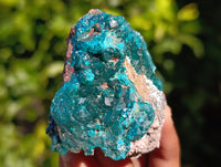 Natural Dioptase on Dolomite Matrix Specimens x 12 From Mashamba East, Congo
