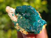 Natural Dioptase on Dolomite Matrix Specimens x 12 From Mashamba East, Congo