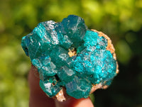 Natural Dioptase on Dolomite Matrix Specimens x 12 From Mashamba East, Congo