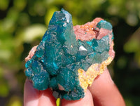 Natural Dioptase on Dolomite Matrix Specimens x 12 From Mashamba East, Congo