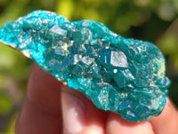 Natural Dioptase on Dolomite Matrix Specimens x 12 From Mashamba East, Congo